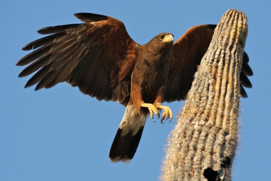 A Harris Hawk in flight and preparing to land on a tall cactus
