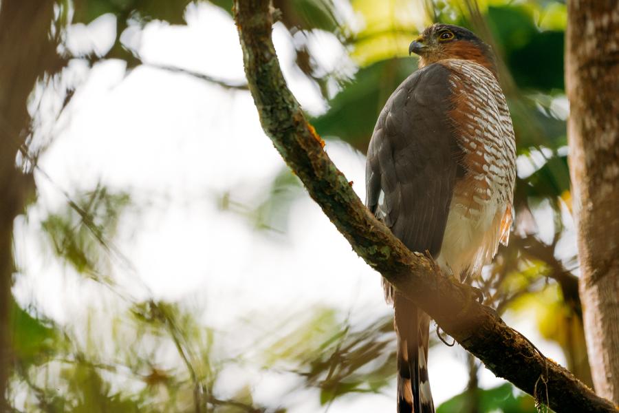 Adult Puerto Rican Sharp-shinned Hawk perched on a vine