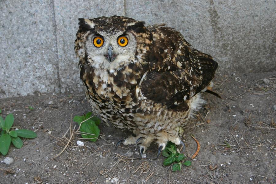 Mackinder's Eagle Owl on the ground