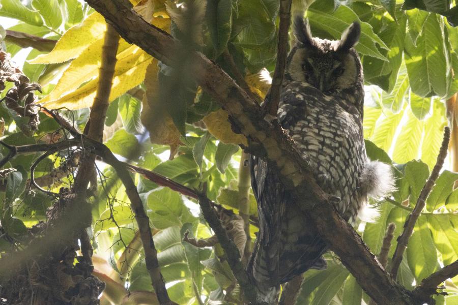 Abyssinian Owl perched in a tree