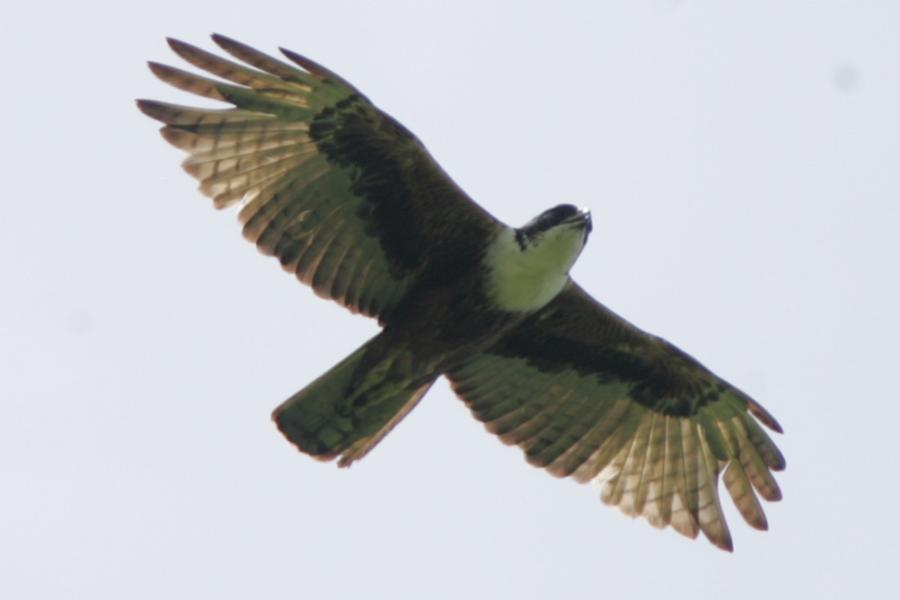 Rufous Bellied Eagle in Flight