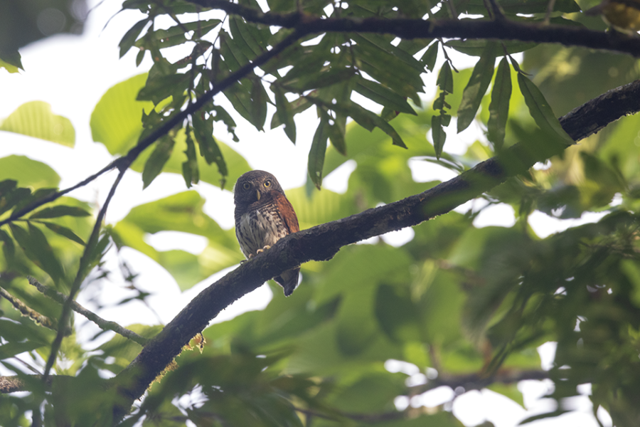 Chestnut-backed Owl perched in a tree