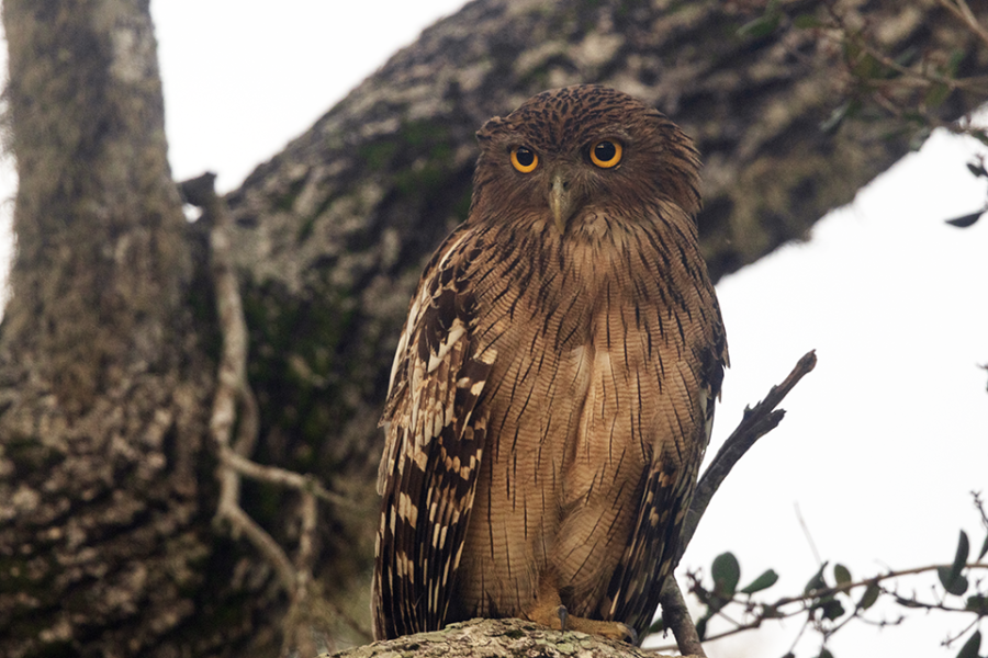Large brown owl with yellow eyes perched in tree