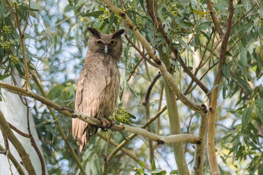 Large owl perched in tree