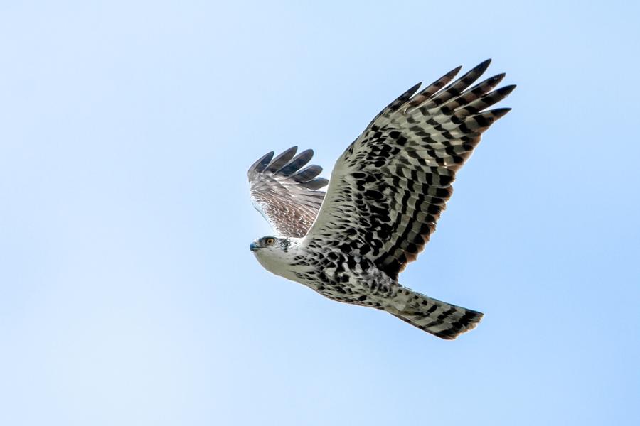 Ayres Hawk-Eagle in flight
