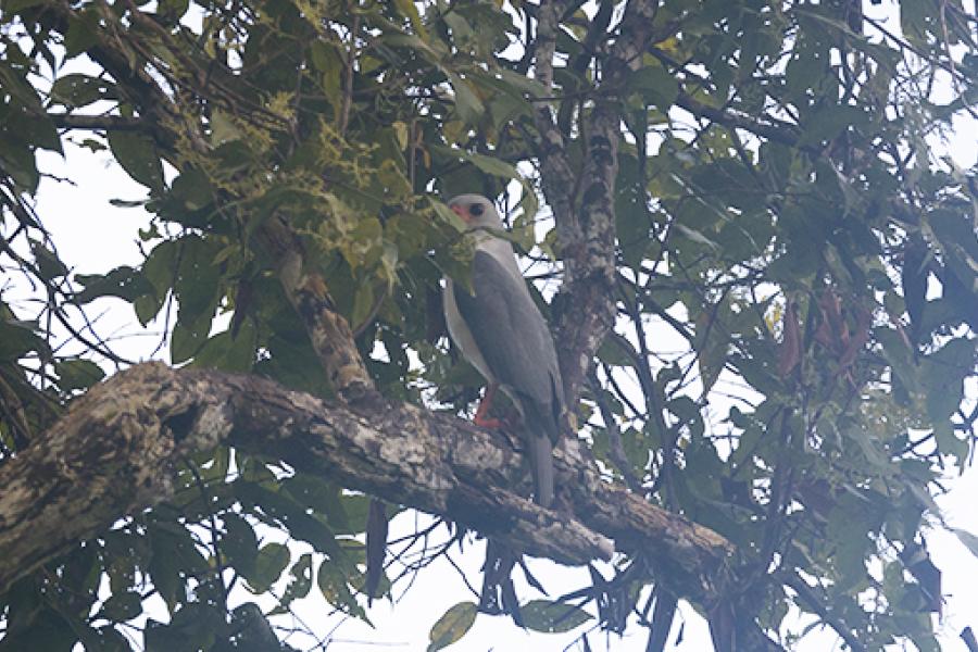 Gray headed goshawk in tree