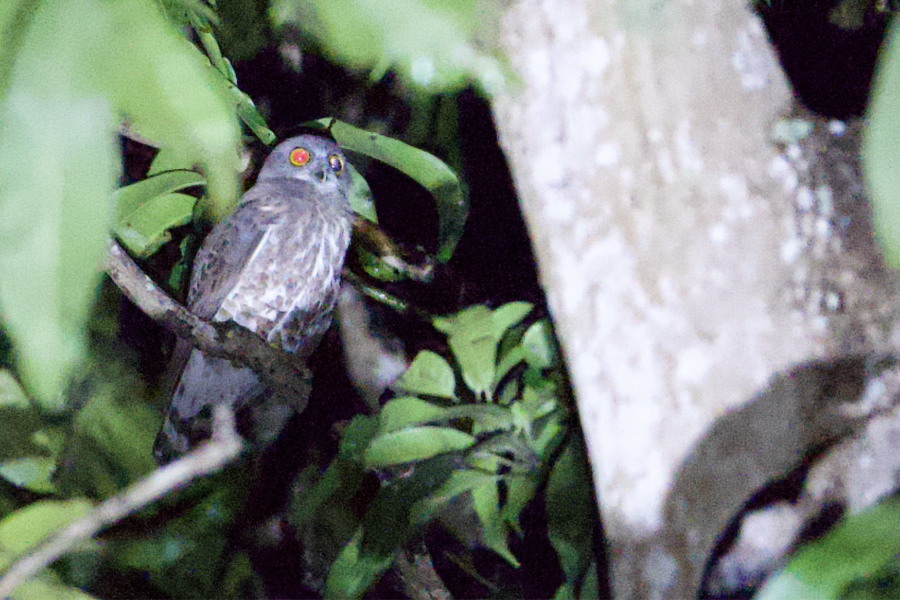 Brown Boobook in a tree at night