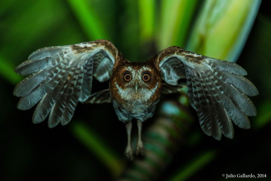 Puerto Rican Schreech-owl flying towards the camera at night