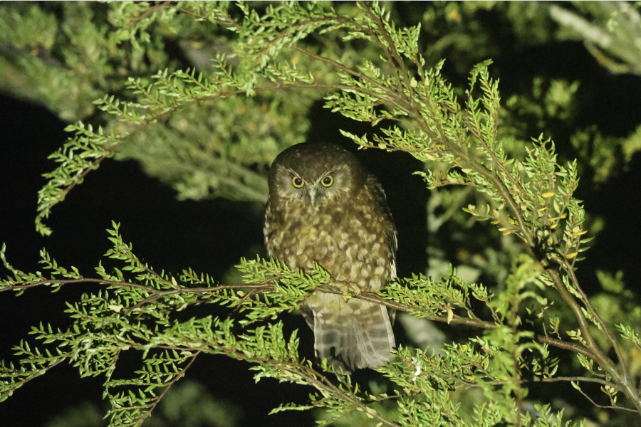 A small owl perched in a tree