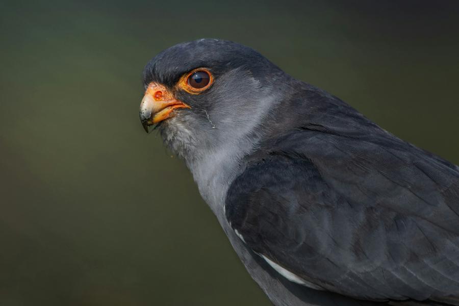 Amur Falcon