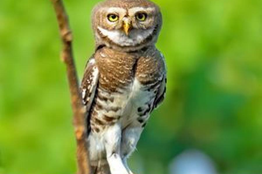 Forest Owlet perched