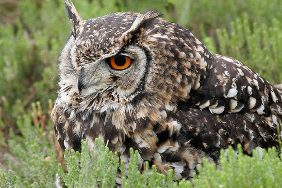 A closeup of a Cape Eagle-owl sitting in grass.