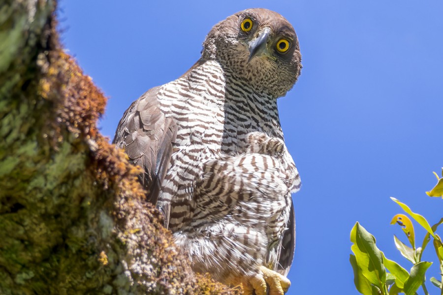 A Henst's Goshawk sitting on a moss-covered branch and looking down at the camera.