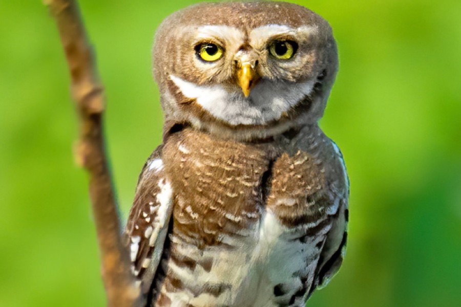 A Forest Owlet in front of a blurry green background