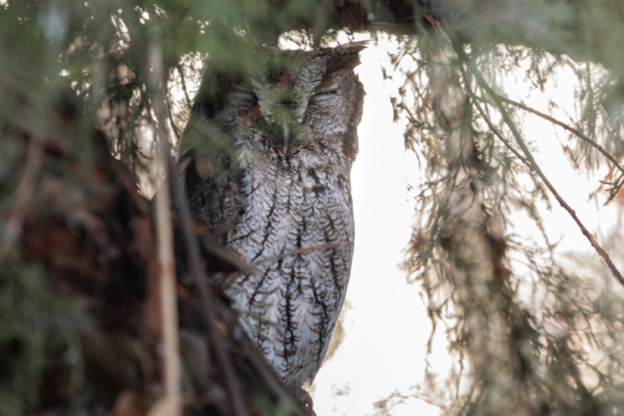 A Western Screech-owl roosting in dense vegetation.