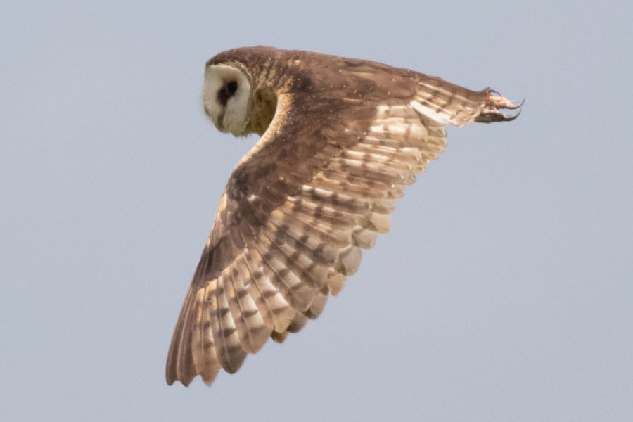 An African Grass-owl in flight in front of a blue sky.