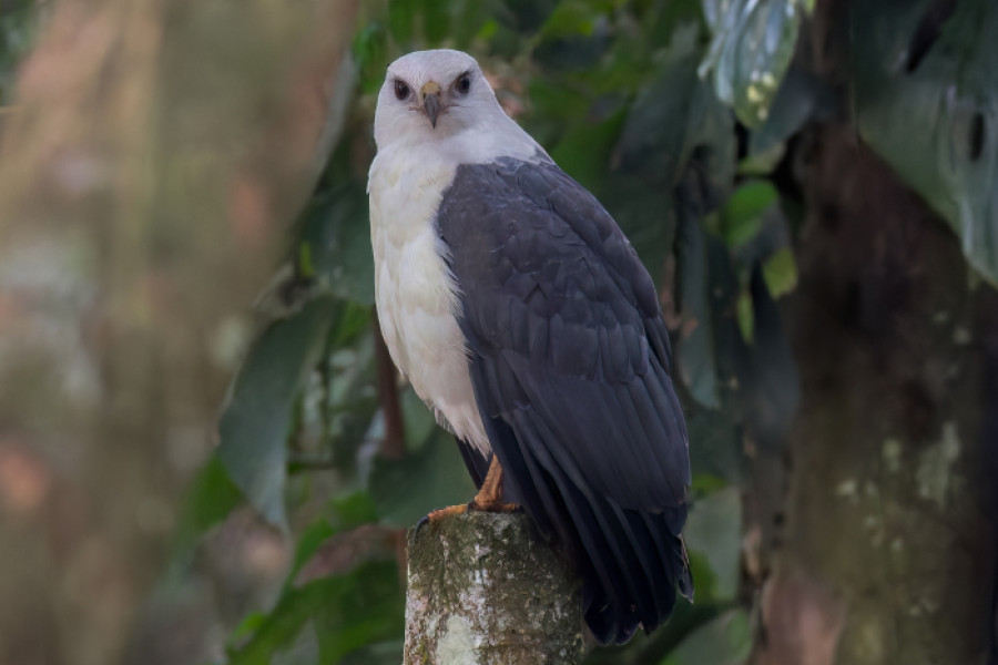A White-necked Hawk perched on a fence post and surrounded by dense foliage.