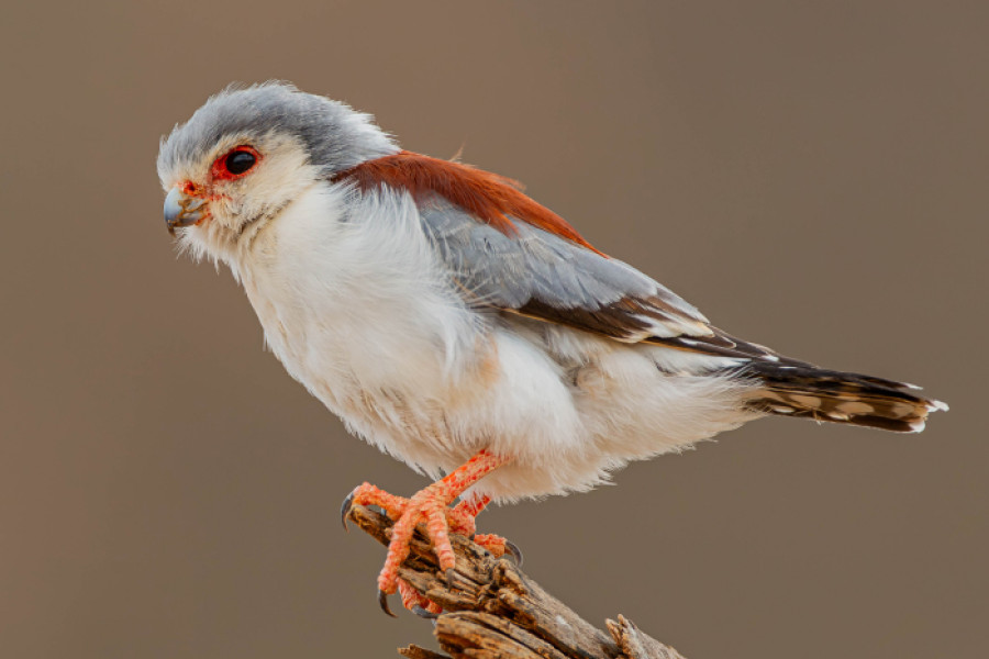 An African Pygmy-falcon perched on a dead branch.