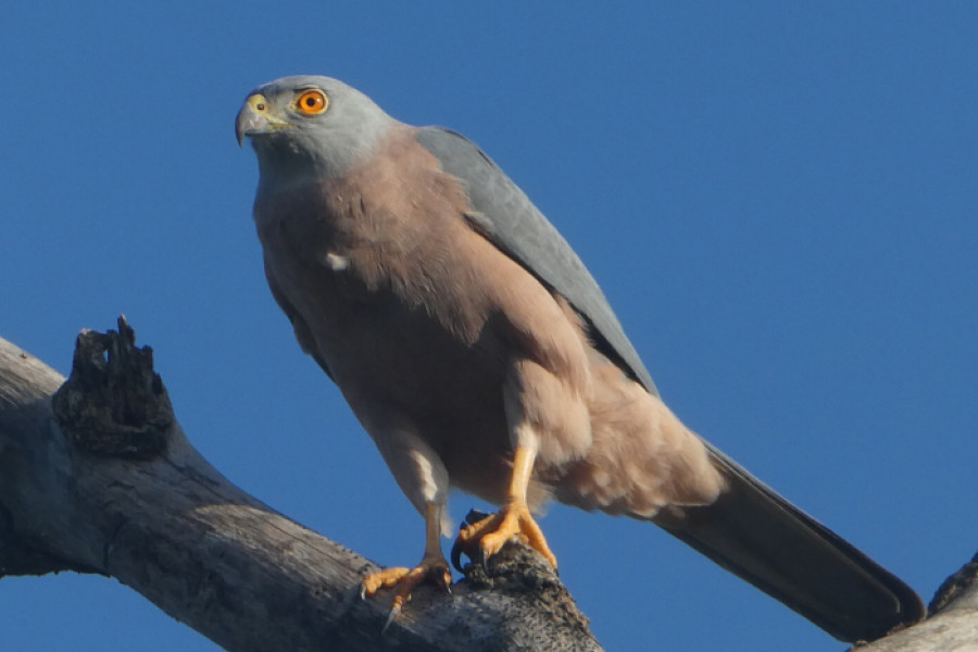 A Fiji Goshawk perched on a dead branch.