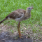 A Red-legged Seriema stands in grass