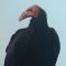 Lesser Yellow-headed Vulture