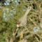 Black-legged Seriema