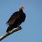 Greater Yellow-headed Vultur