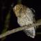 Bare Shanked Screech-Owl