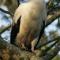 Palm-nut Vulture