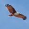 Brahminy Kite