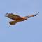 Square-tailed Kite