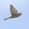 Seychelles Kestrel