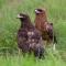 Two Wahlberg's Eagles perched in grass