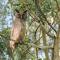 Large owl perched in tree