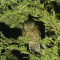A small owl perched in a tree