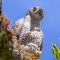 A Henst's Goshawk sitting on a moss-covered branch and looking down at the camera.