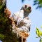 A Henst's Goshawk perched on a tree branch and looking down at the camera.