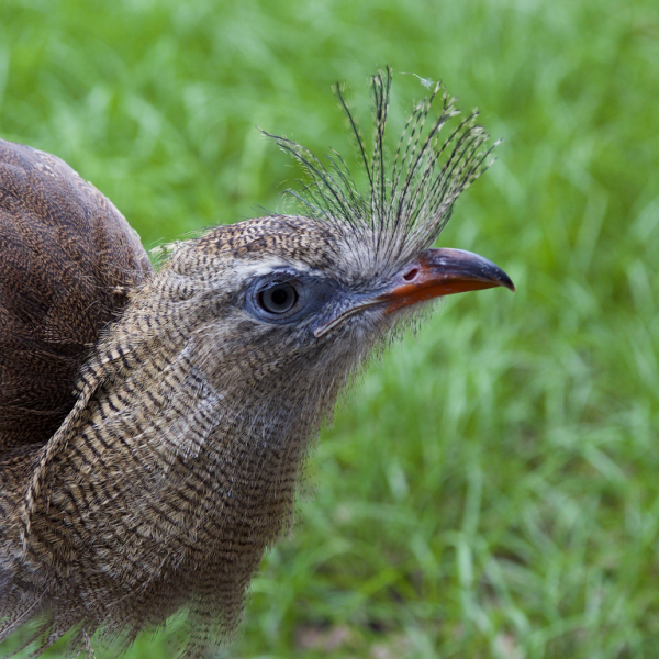 A close up photo of a Red-legged Seriema shows their feather crest just above their beak
