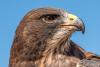 portrait of Swainson's Hawk