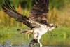 Osprey carries fish out of the water
