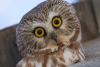 A northern saw-whet owl looks out from a nest box