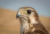 Prairie Falcon portrait