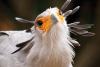 Secretary Bird portrait