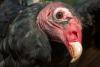 Turkey Vulture portrait