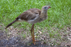 A Red-legged Seriema stands in grass