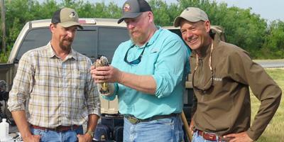 biologists finish banding the 500th Aplomado falcon nestling
