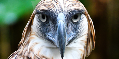 A Philippine Eagle looks straight at the camera