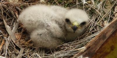 A downy Ridgway's Hawk nestling lays in its nest
