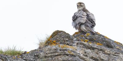 Climate change is shrinking many ian birds