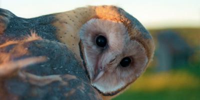 A Barn Owl looks over its shoulder.